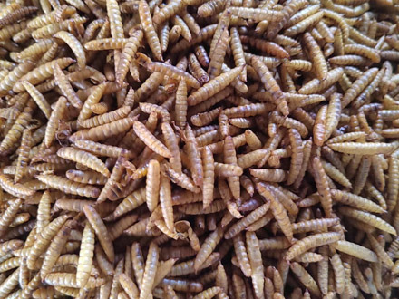 黑水虻微波虫干